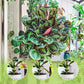 🌿【Nutriente Vegetale Multiuso per Interni ed Esterni】— Una bottiglia in mano, il mondo è tuo!🌱🏡✨